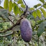 Dacryodes edulis Fruit