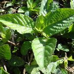 Ruellia tuberosa Leaf