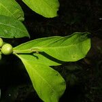 Casearia coronata 葉