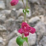 Penstemon triflorus