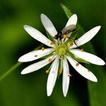 Stellaria graminea Fula