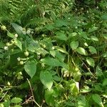 Dipsacus pilosus Blad