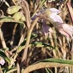Solanum lanzae Kvet