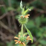 Leonotis nepetifolia Цвят