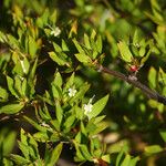 Ernodea littoralis Flor