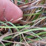 Aristida torta Bark