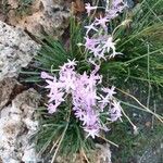 Tulbaghia violacea Kvet