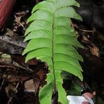 Lindsaea falcata Folha