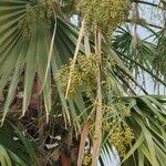 Washingtonia filifera Fruit