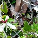 Capparis brevispina Flor