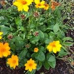 Coreopsis auriculata Blomma