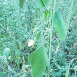 Chenopodium ficifolium 叶