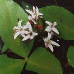 Menyanthes trifoliata Flower