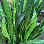 Sansevieria hyacinthoides List