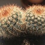 Echinocereus dasyacanthus Лист