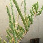 Cylindropuntia leptocaulis Leht