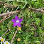 Campanula ramosissimaBlüte