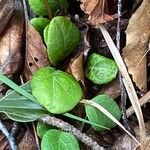 Pyrola chlorantha Lapas