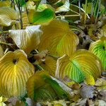 Hosta sieboldiana Blad