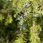 Juniperus communis Fruit