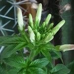 Cleome spinosa Flower