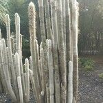 Cleistocactus strausii Blatt