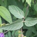 Centrosema virginianum Leaf