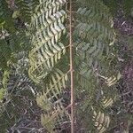 Jacaranda caroba Leaf