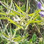 Lathyrus pubescens Φρούτο