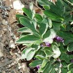 Hydrophyllum capitatum Leaf
