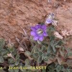 Campanula mollis Habit