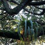 Tillandsia utriculata عادت داشتن