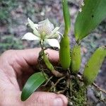 Prosthechea fragransFlower