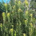 Euphorbia cyparissias पत्ता