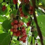 Schisandra chinensis Fruchs