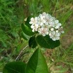 Aronia melanocarpaLeaf