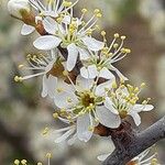 Prunus spinosa Blüte