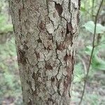 Crataegus viridis Azala
