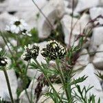 Achillea atrata Flor