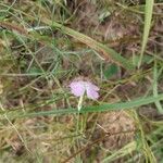 Dianthus campestris Flower