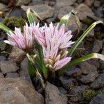 Allium cratericola Λουλούδι