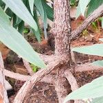 Echium hierrense Bark