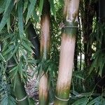 Dendrocalamus giganteus Kůra