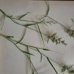 Eragrostis cilianensis 葉