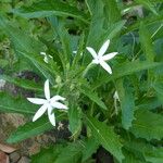 Hippobroma longiflora Hábito