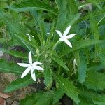 Hippobroma longiflora Habit