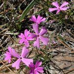 Phlox speciosa Hábito