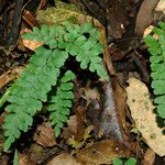 Adiantum diaphanum Hábitos