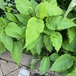 Persicaria orientalisBlatt