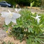 Delphinium bicolor Flower